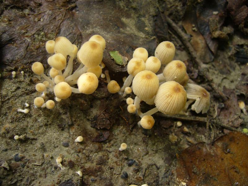 Psathyrella pigmea